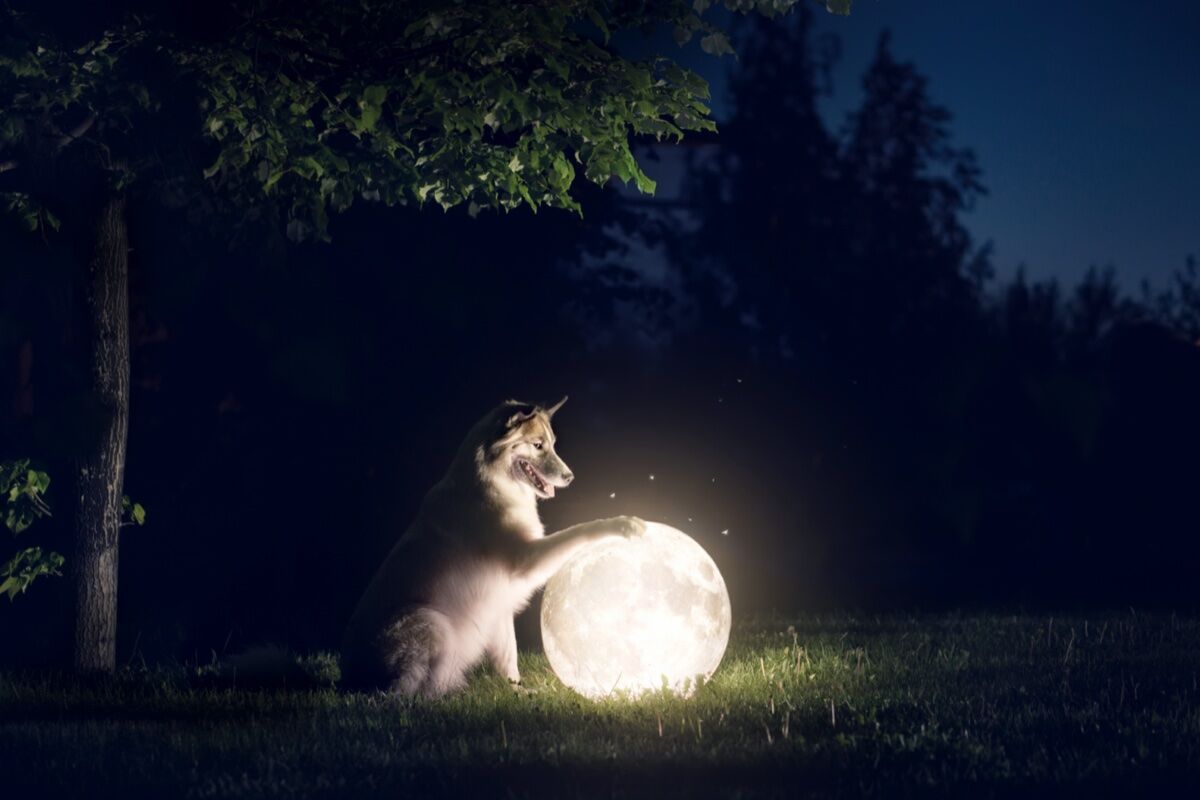 🐶Passeggiata Archeologica Serale con gli Amici a Quattro Zampe🐶 desktop picture