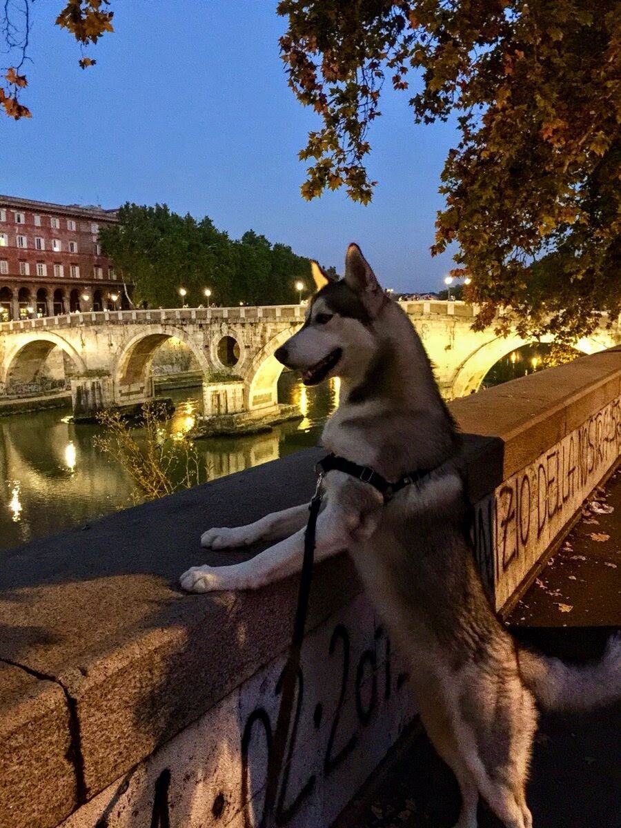 🐶Passeggiata Archeologica Serale con gli Amici a Quattro Zampe🐶 desktop picture