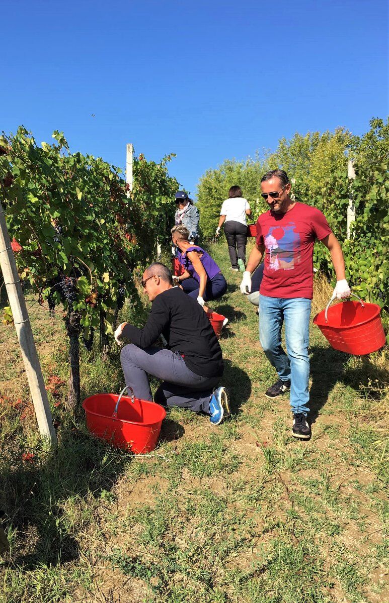 La Vendemmia in Monferrato: tra raccolta e degustazioni La Vendemmia in Monferrato: tra raccolta e degustazioni desktop picture