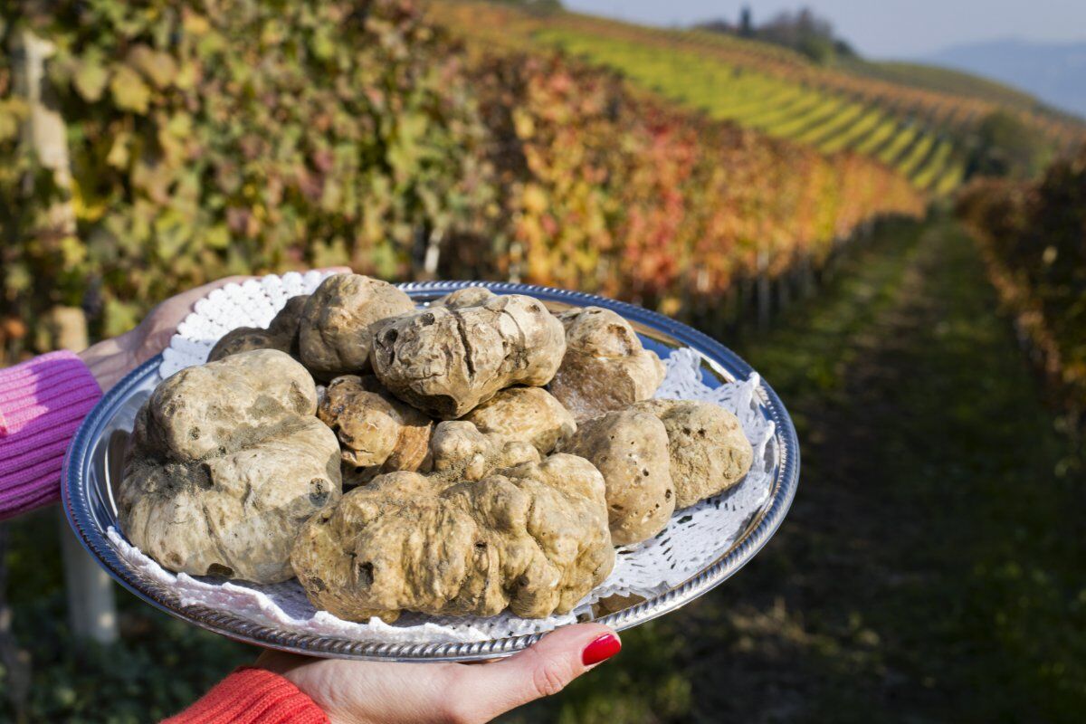Caccia al Tartufo nelle Langhe e Fiera di Alba Caccia al Tartufo nelle Langhe e Fiera di Alba desktop picture