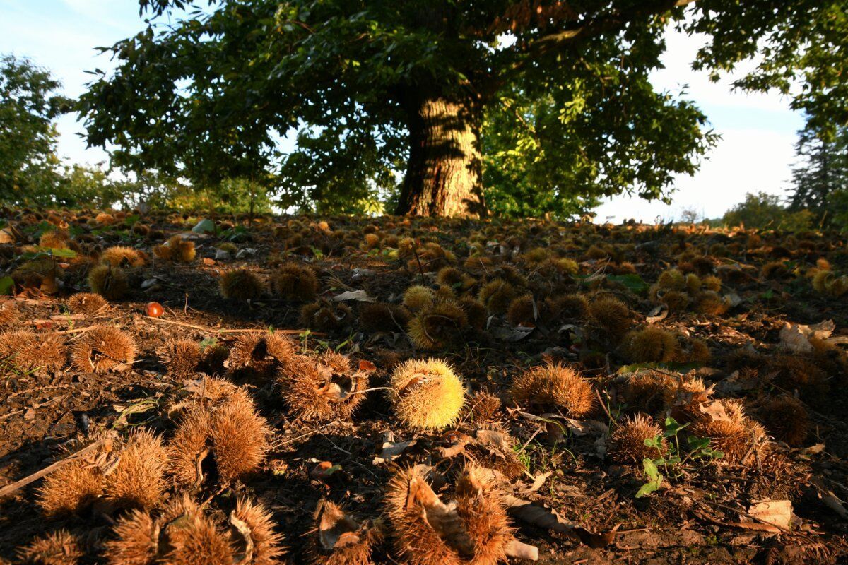 Tra funghi e castagni: Camminata autunnale nella Valle dell'Arbia Tra funghi e castagni: Camminata autunnale nella Valle dell'Arbia desktop picture