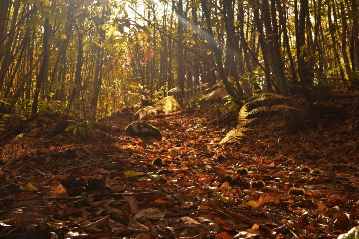 Tra funghi e castagni: Camminata autunnale nella Valle dell'Arbia desktop picture