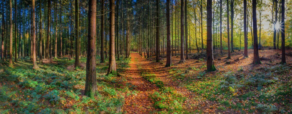 Bagno di Bosco Shinrin-Yoku sui Colli Euganei Bagno di Bosco Shinrin-Yoku sui Colli Euganei desktop picture