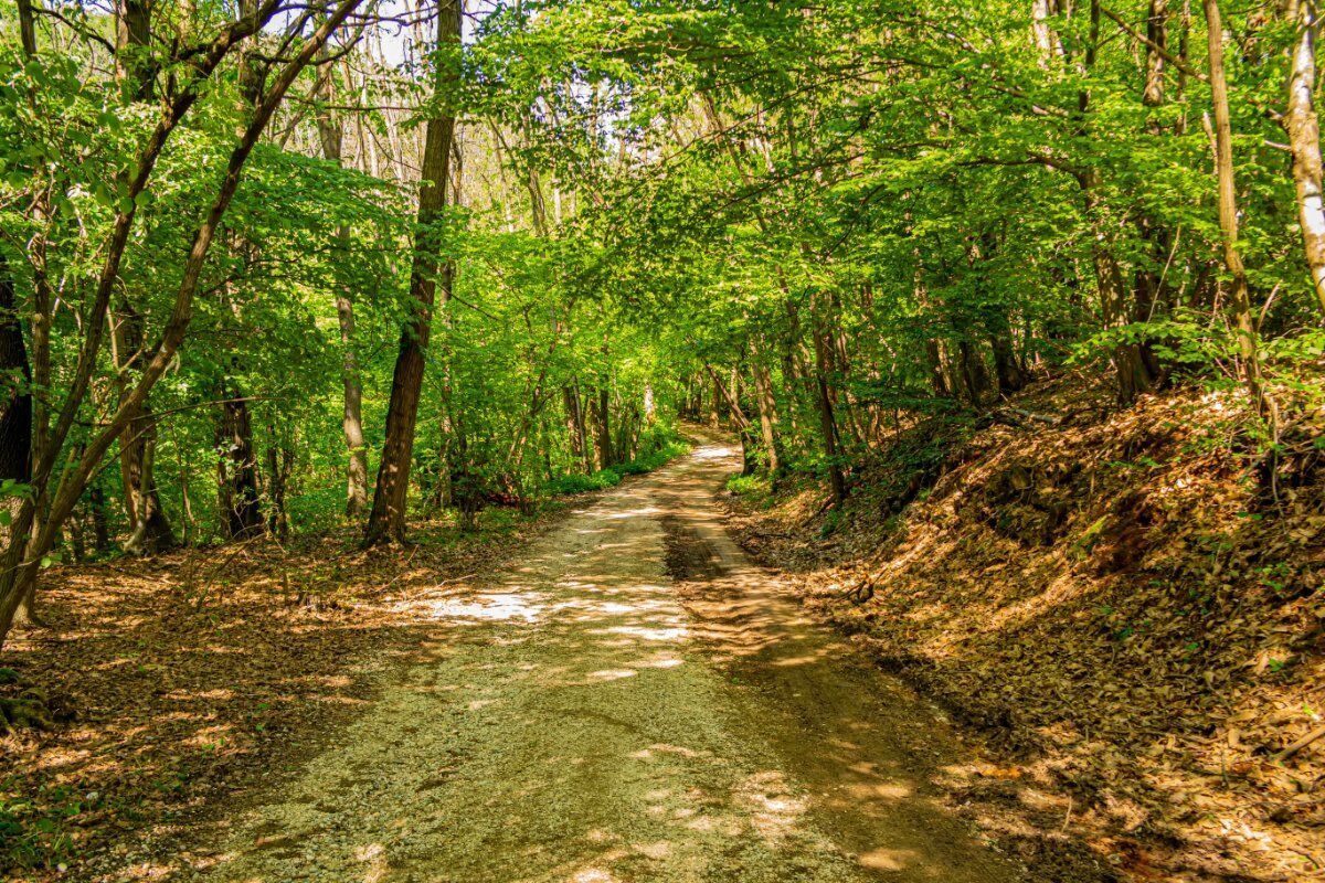 E-Bike Tour nel Bosco del Montello desktop picture