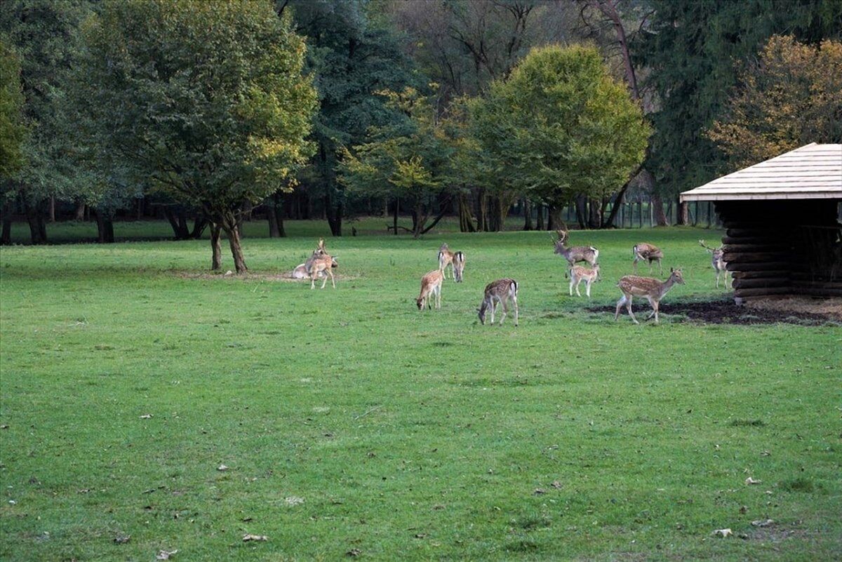 Vincheto di Celarda: Un Trekking nella Riserva Naturale Vincheto di Celarda: Un Trekking nella Riserva Naturale desktop picture