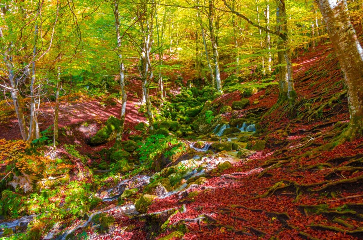 Escursione nella Riserva Naturale e Città Perduta di Antica Monterano desktop picture