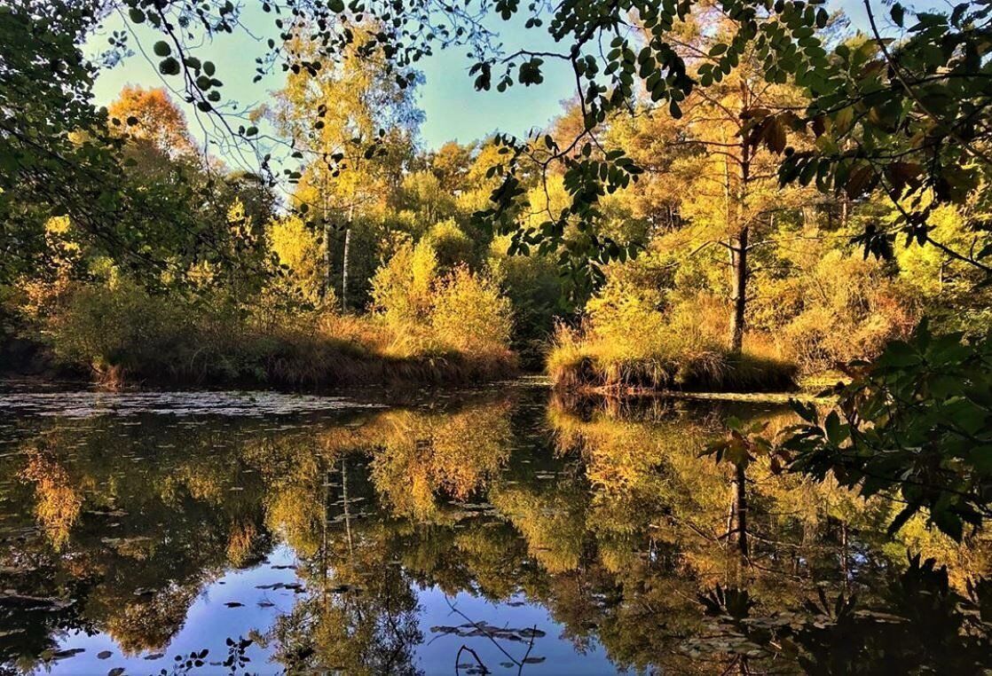 Emozioni d’autunno nel Parco Pineta: una Passeggiata negli ecosistemi desktop picture