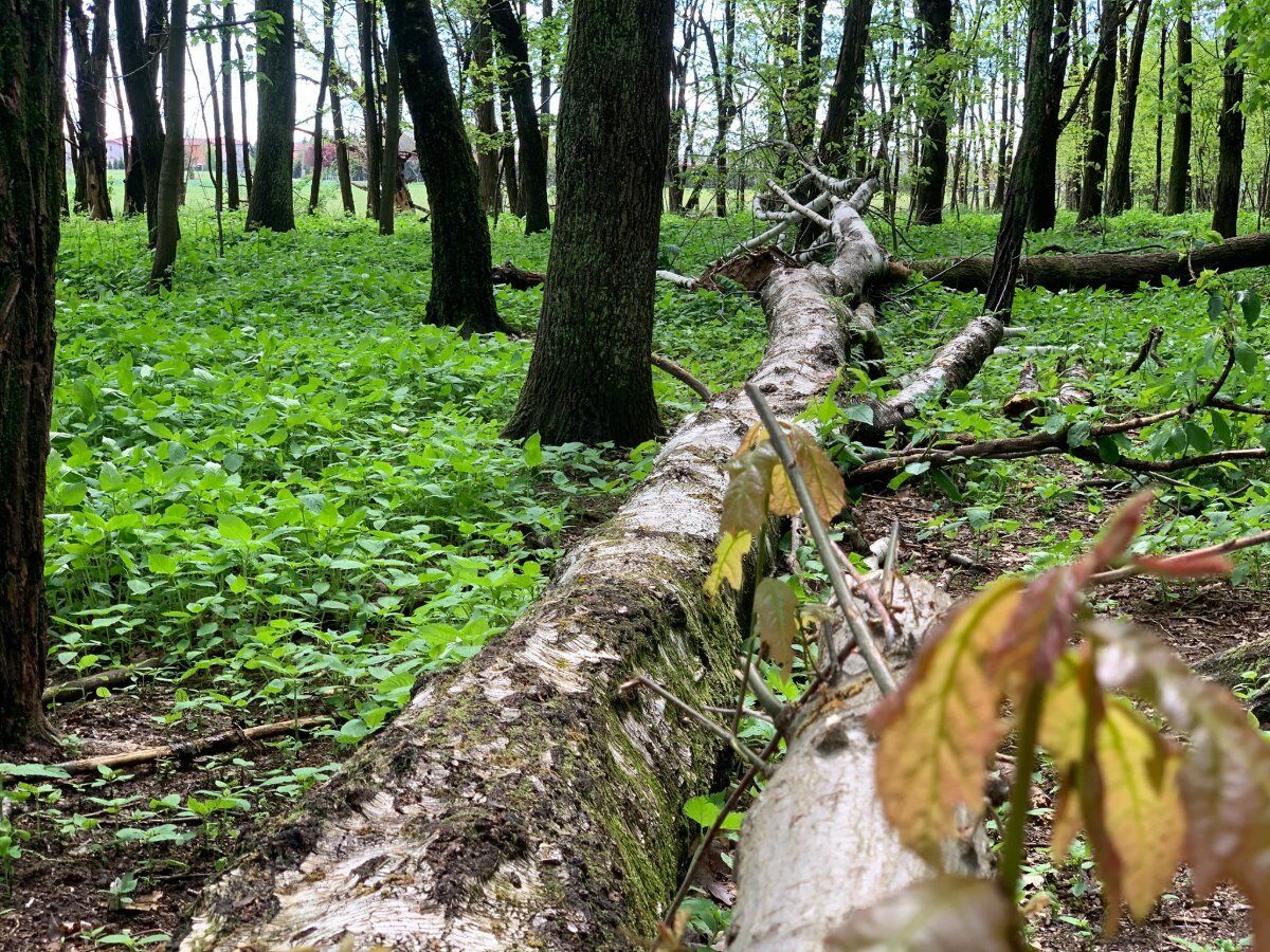 Emozioni d’autunno nel Parco Pineta: una Passeggiata negli ecosistemi desktop picture