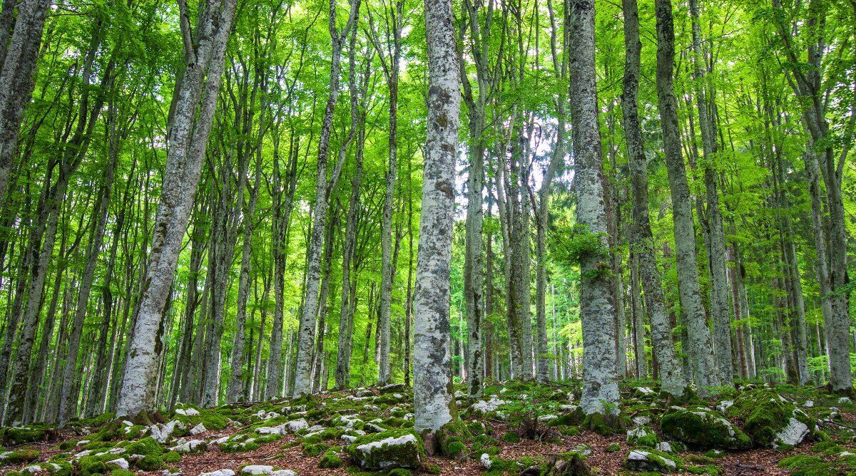 Bagno di Foresta fra i maestosi faggi ed abeti del Cansiglio Bagno di Foresta fra i maestosi faggi ed abeti del Cansiglio desktop picture