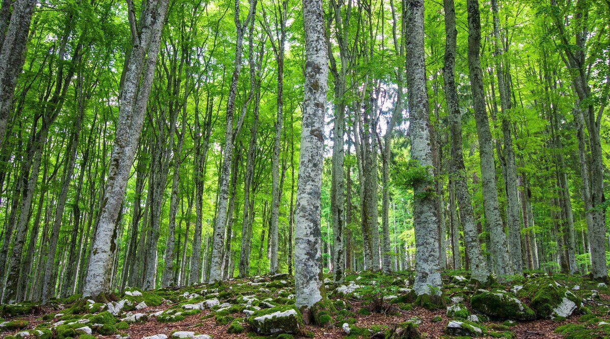 Bagno di Foresta fra i maestosi faggi ed abeti del Cansiglio desktop picture