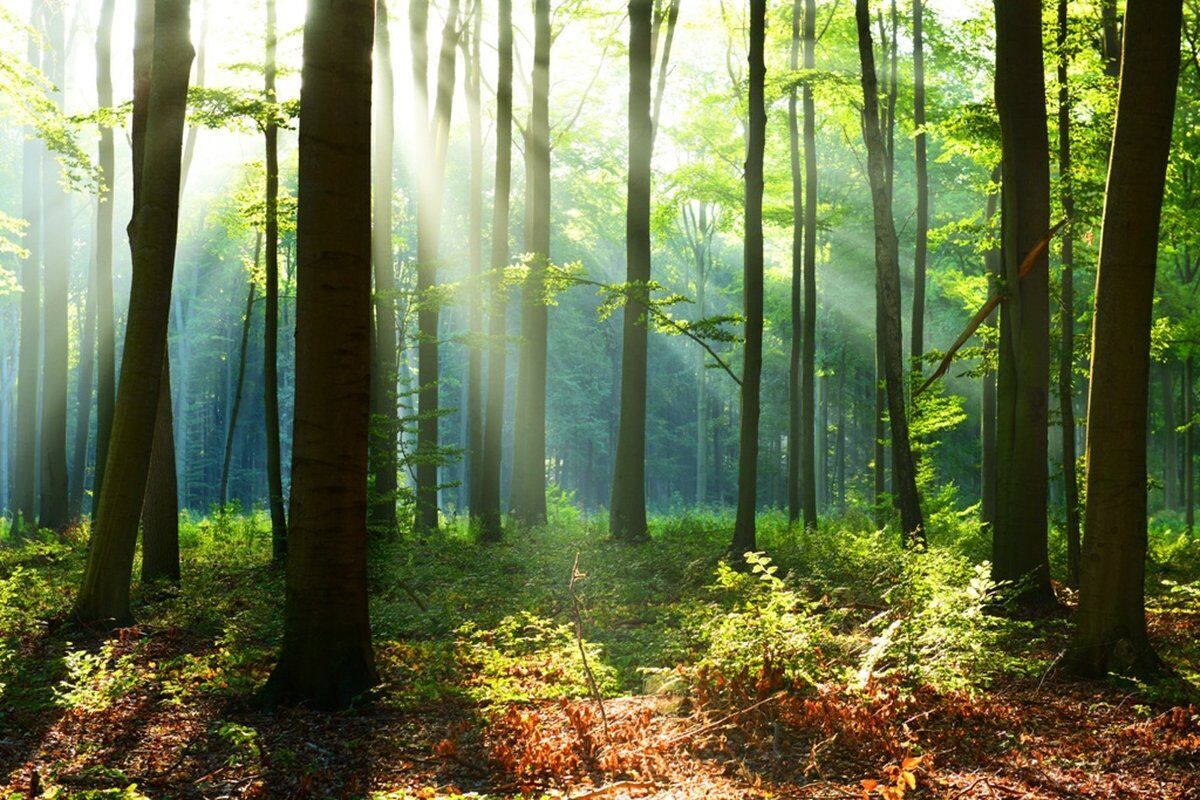 Bagno di Foresta fra i maestosi faggi ed abeti del Cansiglio desktop picture