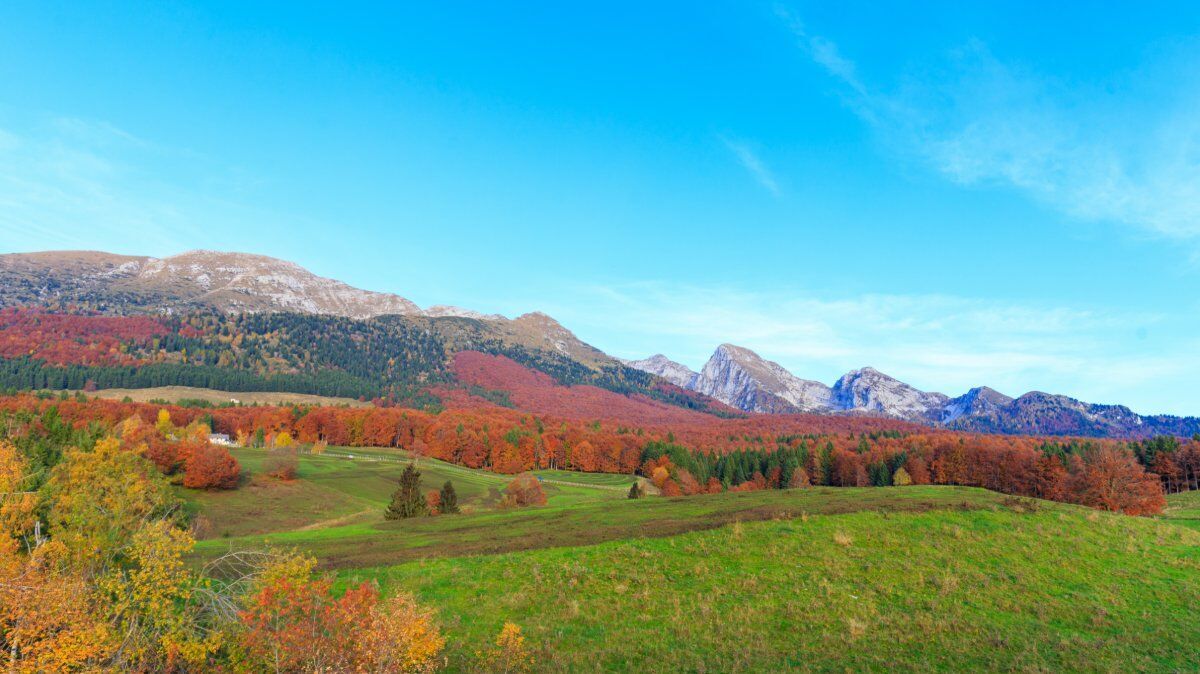 Bagno di Foresta fra i maestosi faggi ed abeti del Cansiglio desktop picture