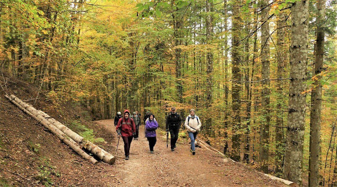 Escursione autunnale tra le secolari Foreste di Vallombrosa desktop picture