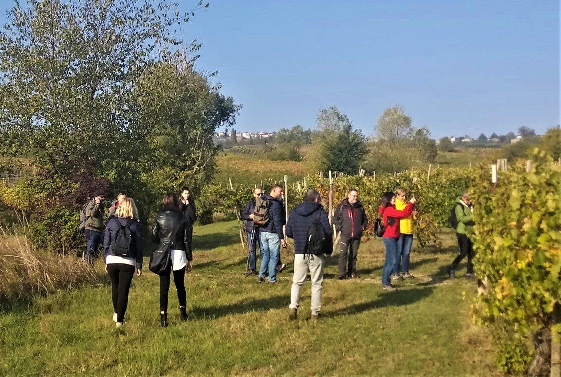Escursione tra vigneti e fossili: i tesori di Montescano Escursione tra vigneti e fossili: i tesori di Montescano desktop picture