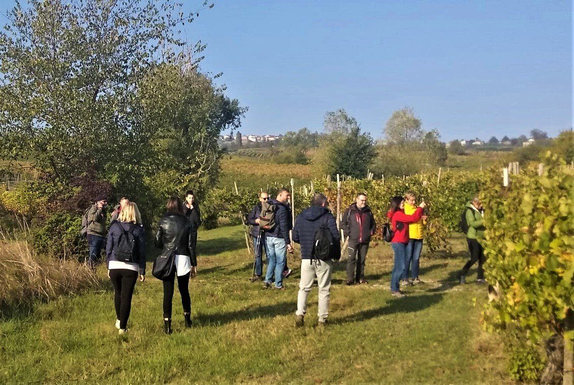 Escursione tra vigneti e fossili: i tesori di Montescano desktop picture