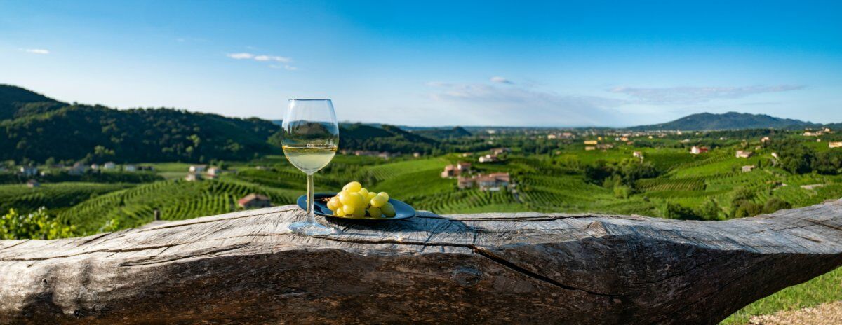 Escursione tra vigneti e fossili: i tesori di Montescano desktop picture