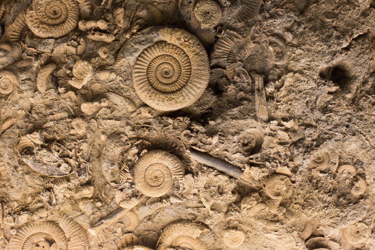 Escursione tra vigneti e fossili: i tesori di Montescano desktop picture