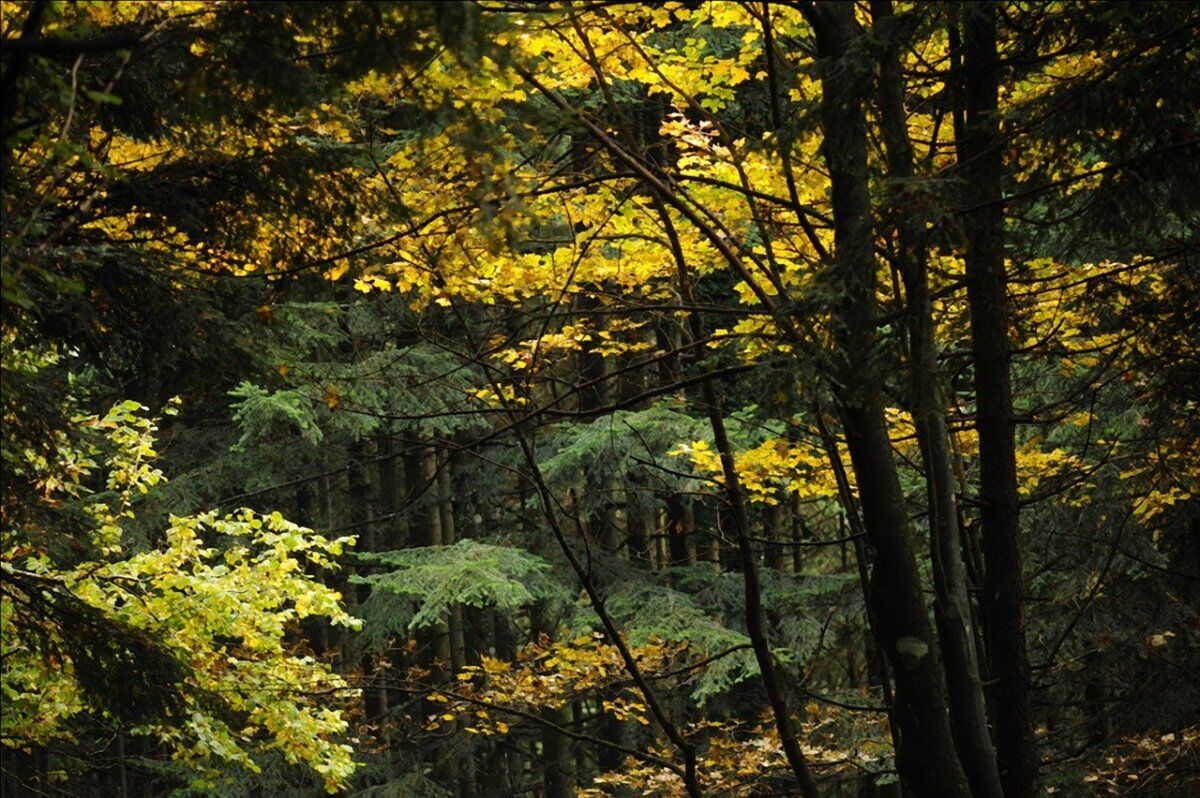 🎃La Quercia delle Streghe: Passeggiata di Halloween con Cena Tipica🎃 desktop picture