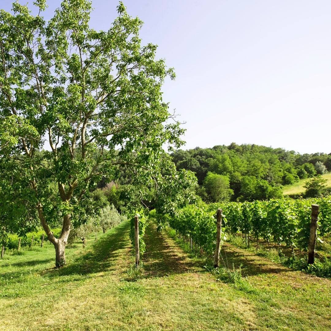 Le colline Valdagnesi: Passeggiata con degustazione in cantina Le colline Valdagnesi: Passeggiata con degustazione in cantina desktop picture