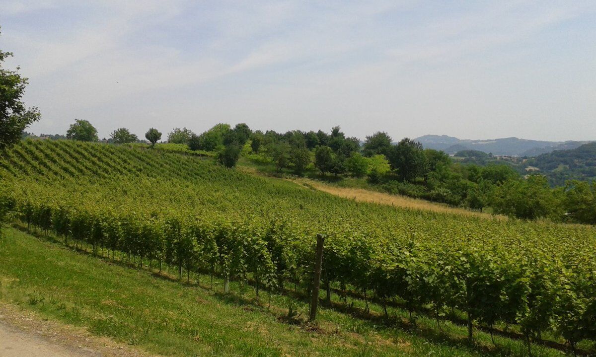 Le colline Valdagnesi: Passeggiata con degustazione in cantina Le colline Valdagnesi: Passeggiata con degustazione in cantina desktop picture