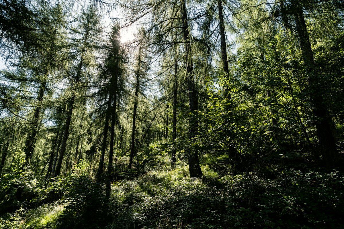 Punta Sourela: Trekking sulla Vetta Piemontese Punta Sourela: Trekking sulla Vetta Piemontese desktop picture