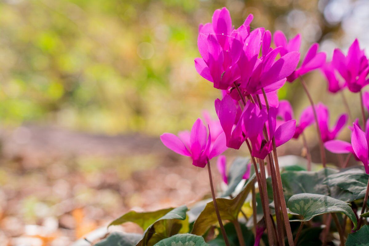 Panchina Gigante Ciclamino: Camminata con Vista sul Colle della Dieta Panchina Gigante Ciclamino: Camminata con Vista sul Colle della Dieta desktop picture