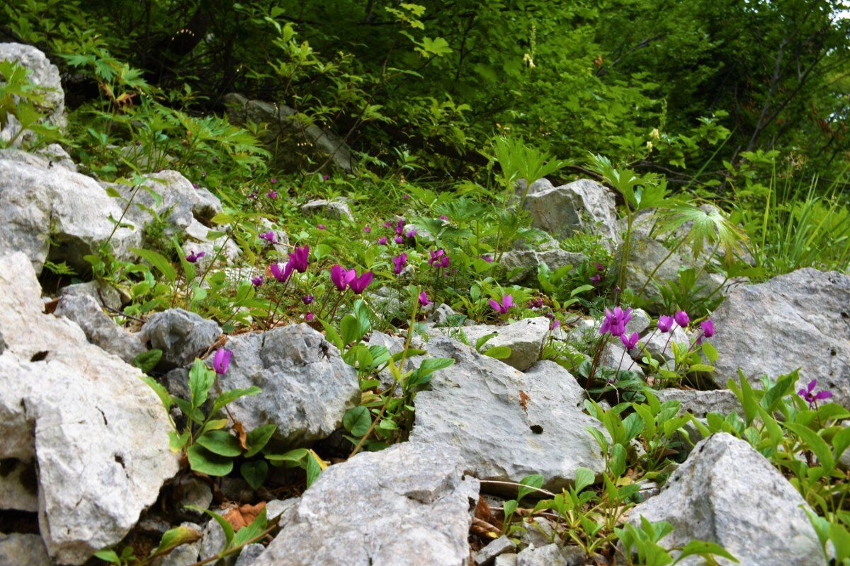 Panchina Gigante Ciclamino: Camminata con Vista sul Colle della Dieta Panchina Gigante Ciclamino: Camminata con Vista sul Colle della Dieta desktop picture