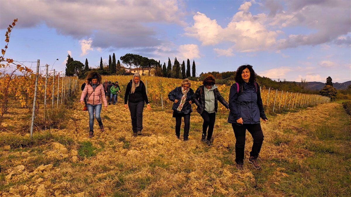 La raccolta dell'oliva: tradizioni e degustazioni Toscane desktop picture