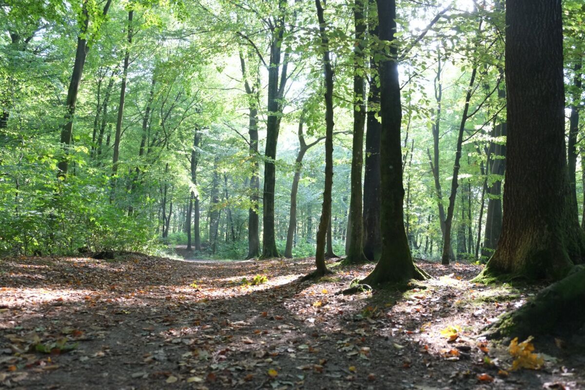 Bagno di Bosco Shinrin-Yoku nella Faggeta del Monte Cimino desktop picture