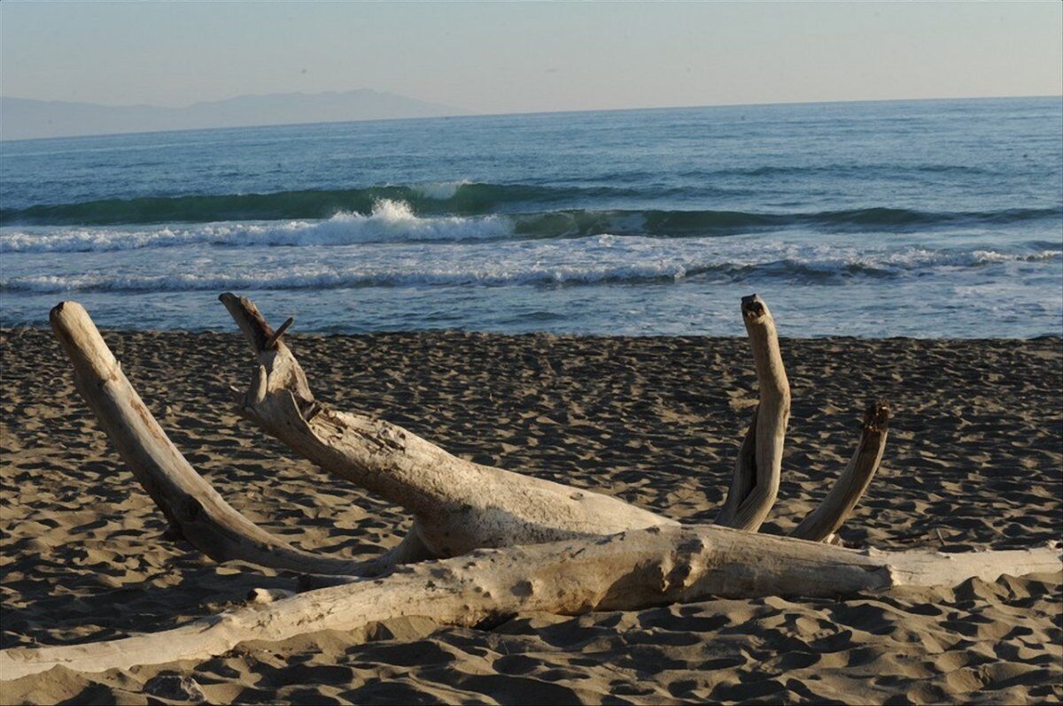 La Pineta della Feniglia: Escursione tra Mare e Laguna La Pineta della Feniglia: Escursione tra Mare e Laguna desktop picture