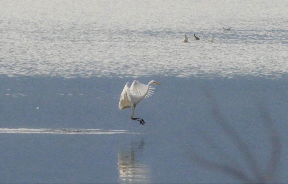 La Pineta della Feniglia: Escursione tra Mare e Laguna La Pineta della Feniglia: Escursione tra Mare e Laguna desktop picture