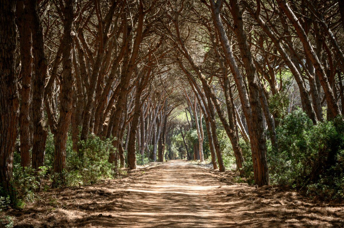 La Pineta della Feniglia: Escursione tra Mare e Laguna La Pineta della Feniglia: Escursione tra Mare e Laguna desktop picture