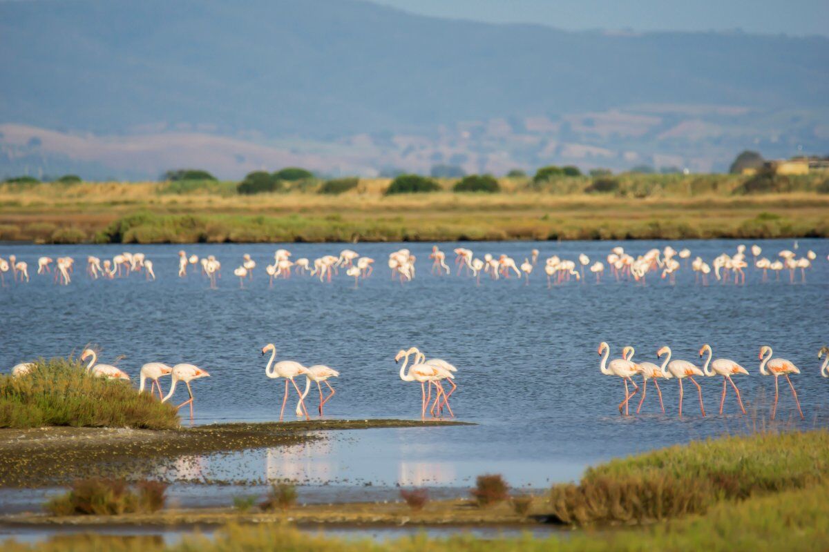 La Pineta della Feniglia: Escursione tra Mare e Laguna La Pineta della Feniglia: Escursione tra Mare e Laguna desktop picture