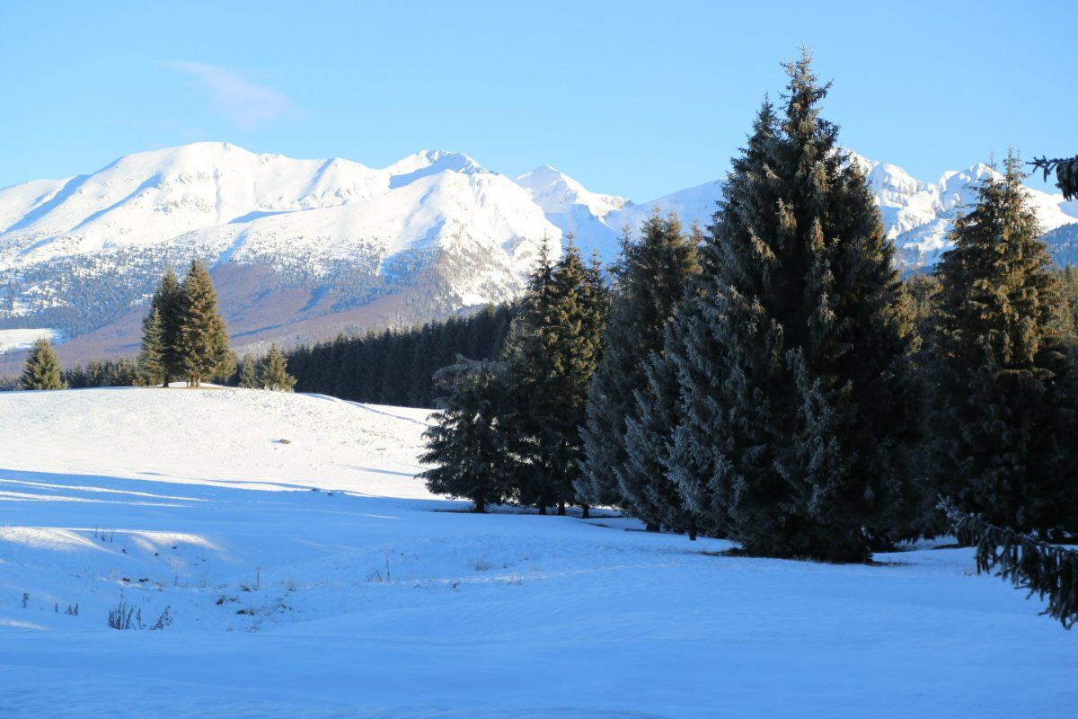 Ciaspolata a Casera Palantina: fra Alpago e il Cansiglio Ciaspolata a Casera Palantina: fra Alpago e il Cansiglio desktop picture