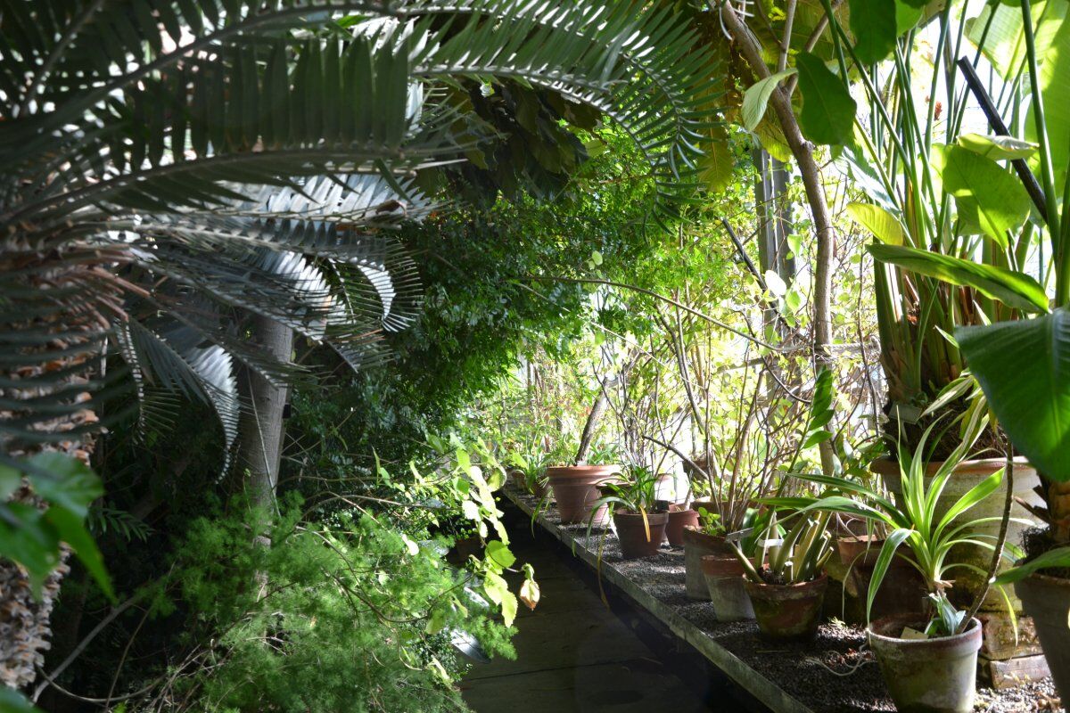 Genova nel Verde: Visita ai Giardini e all'Orto Botanico desktop picture