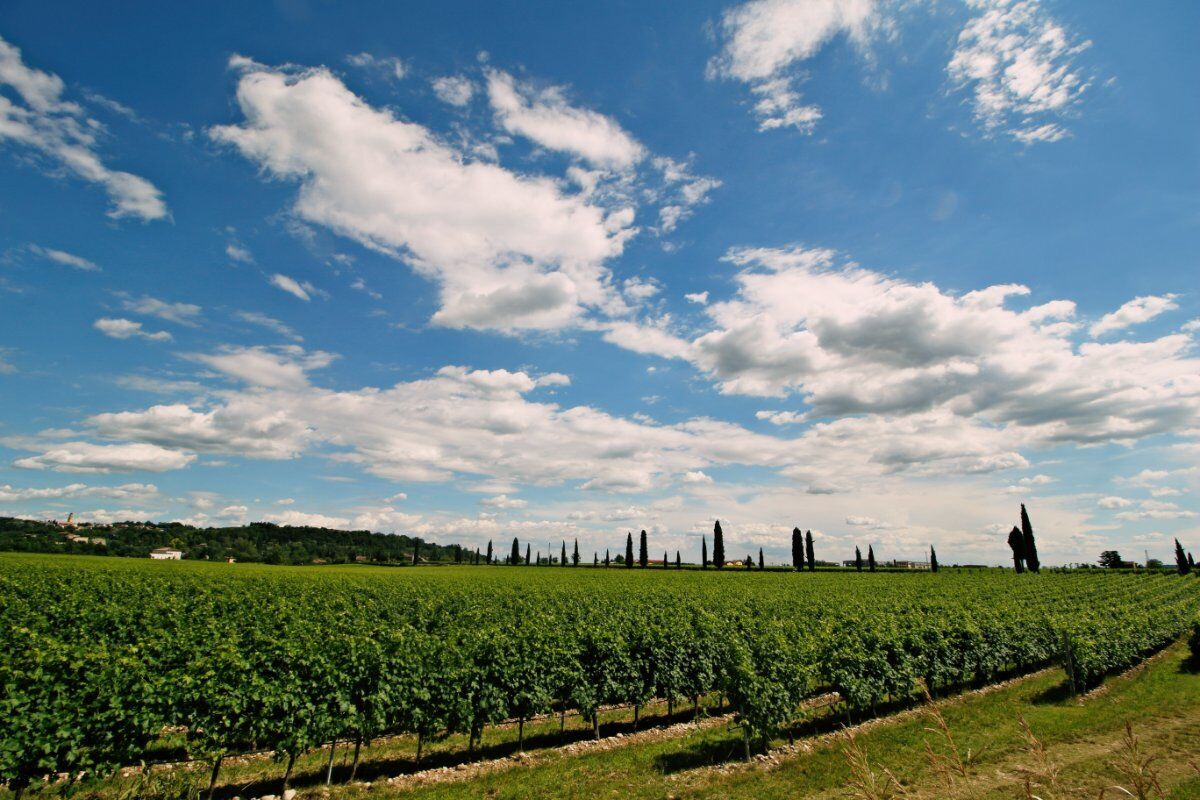 Passeggiata a Marano di Valpolicella con Degustazione in Cantina Passeggiata a Marano di Valpolicella con Degustazione in Cantina desktop picture