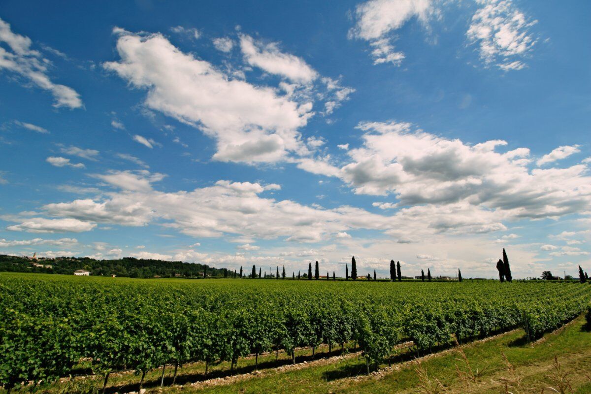 Passeggiata a Marano di Valpolicella con Degustazione in Cantina desktop picture