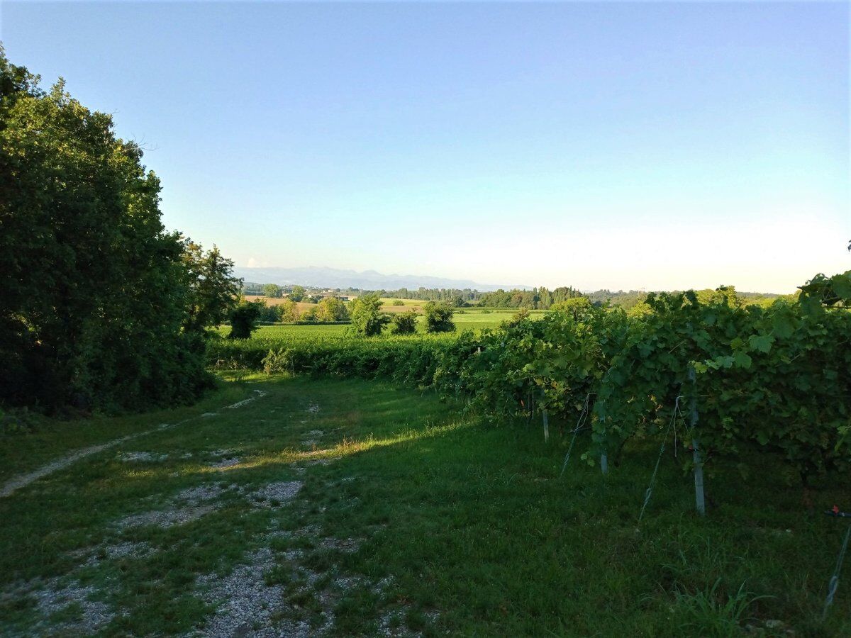 Passeggiata a Custoza con Degustazione in Cantina Passeggiata a Custoza con Degustazione in Cantina desktop picture