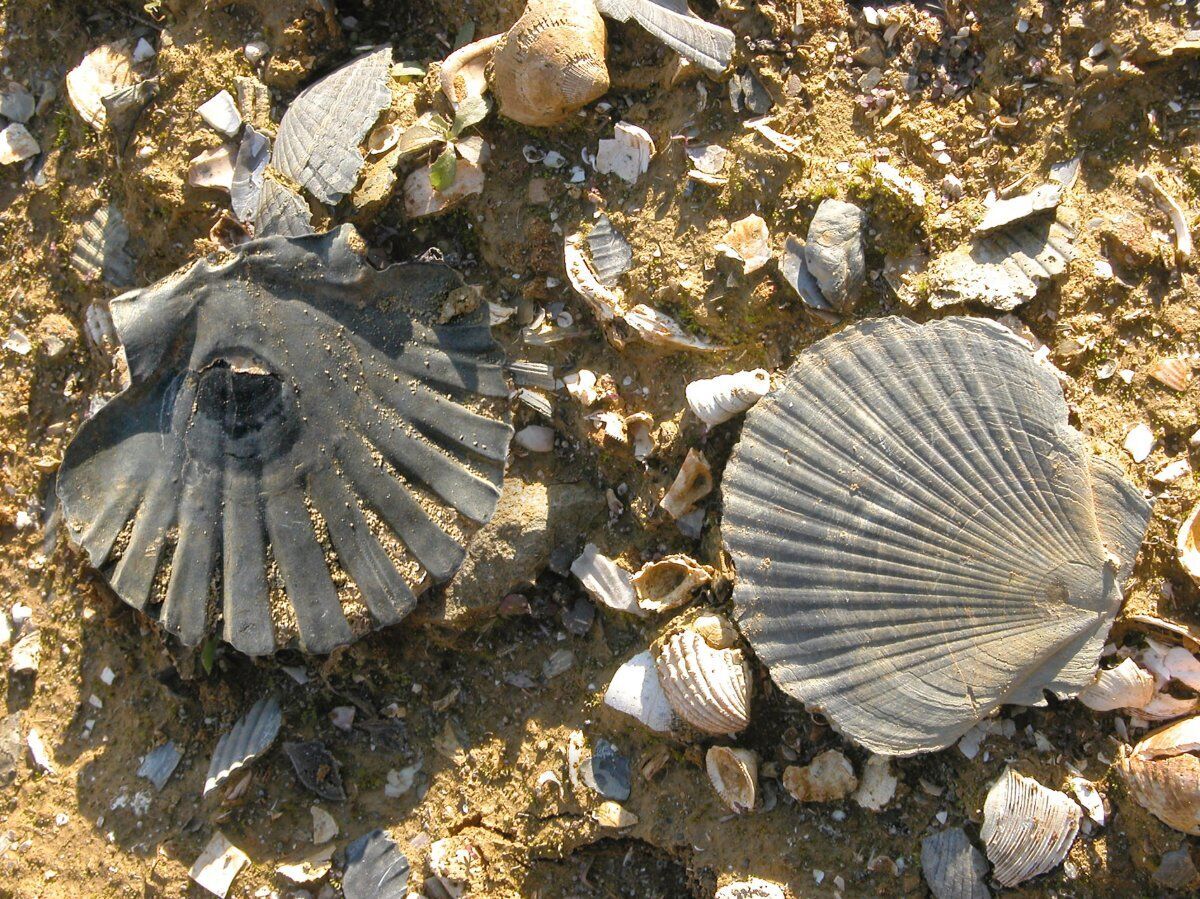 Caccia ai Fossili: Escursione sulle colline Astigiane Caccia ai Fossili: Escursione sulle colline Astigiane desktop picture