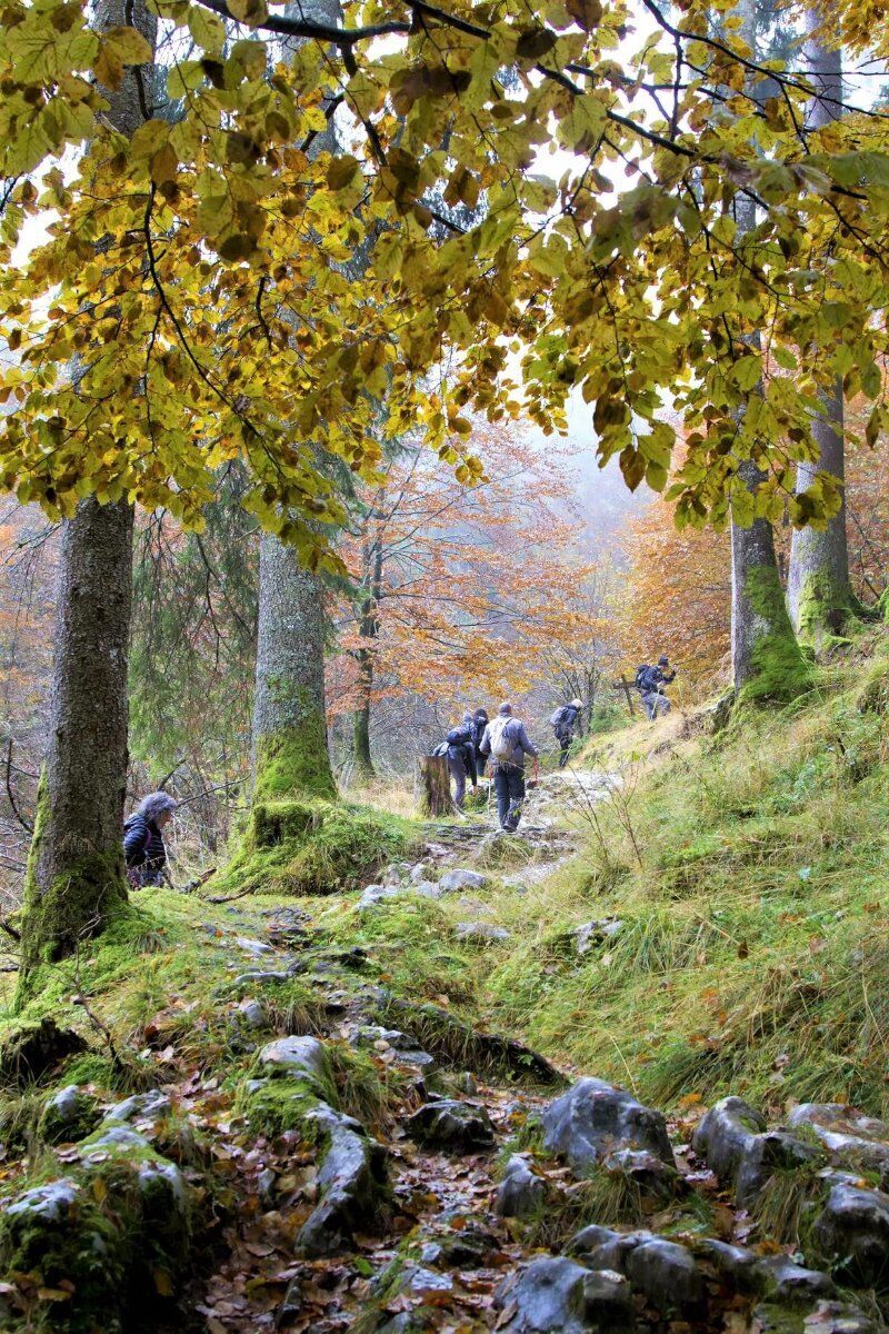 Escursione in Cansiglio: il Bosco dei Dogi Escursione in Cansiglio: il Bosco dei Dogi desktop picture