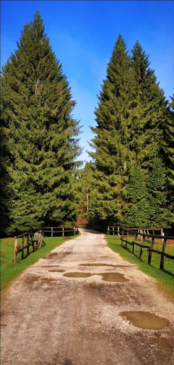Escursione in Cansiglio: il Bosco dei Dogi Escursione in Cansiglio: il Bosco dei Dogi desktop picture