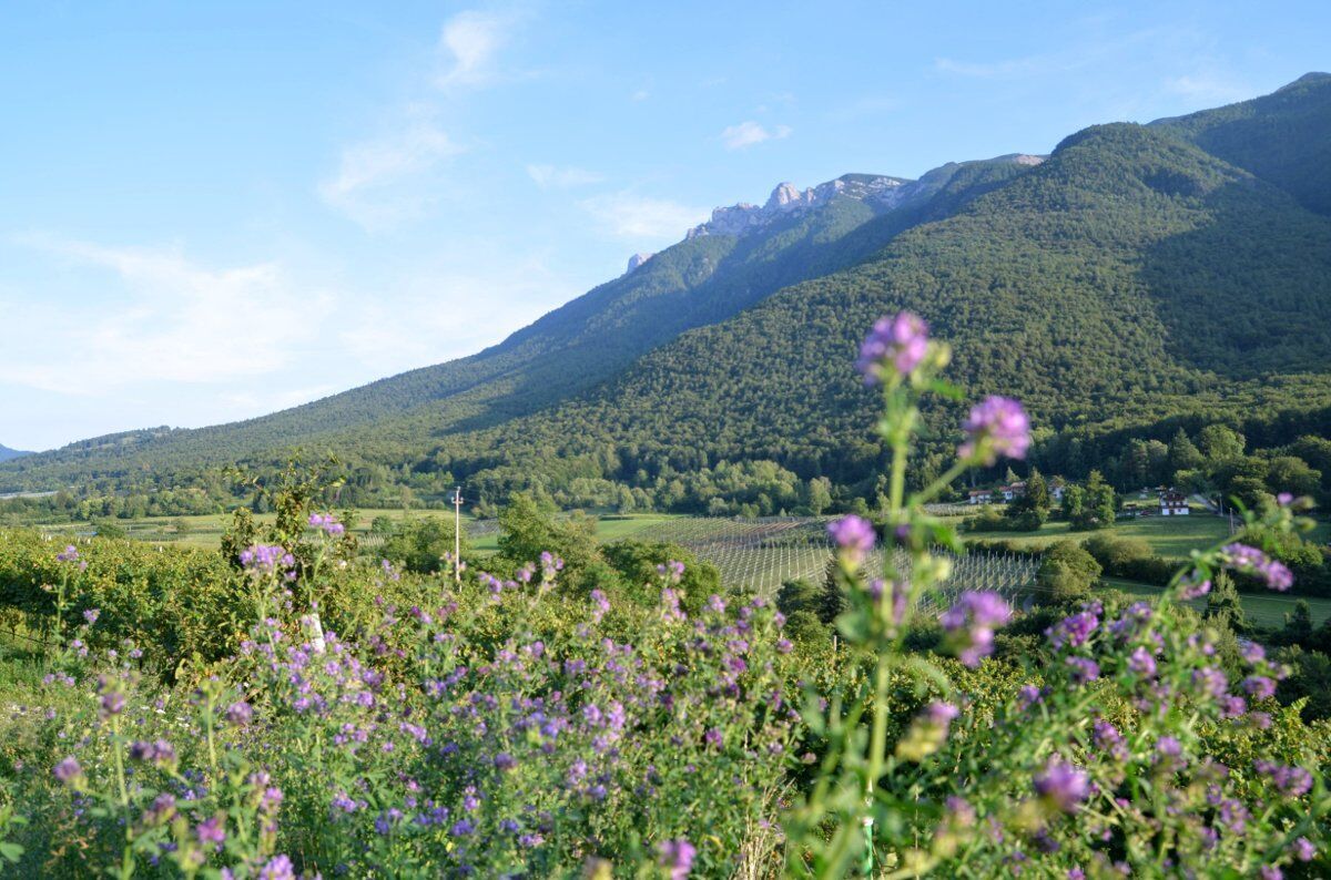 Trekking con Degustazione in Vallagarina Trekking con Degustazione in Vallagarina desktop picture
