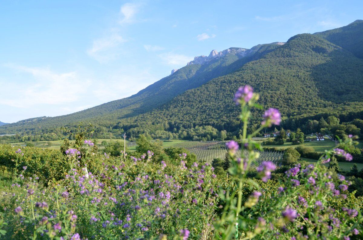 Trekking con Degustazione in Vallagarina desktop picture