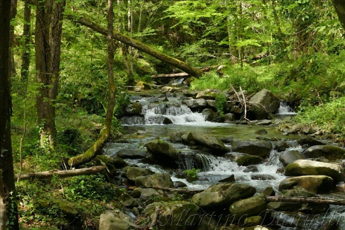 La Foresta di Sant'Antonio: Passeggiata lungo il Torrente Resco desktop picture