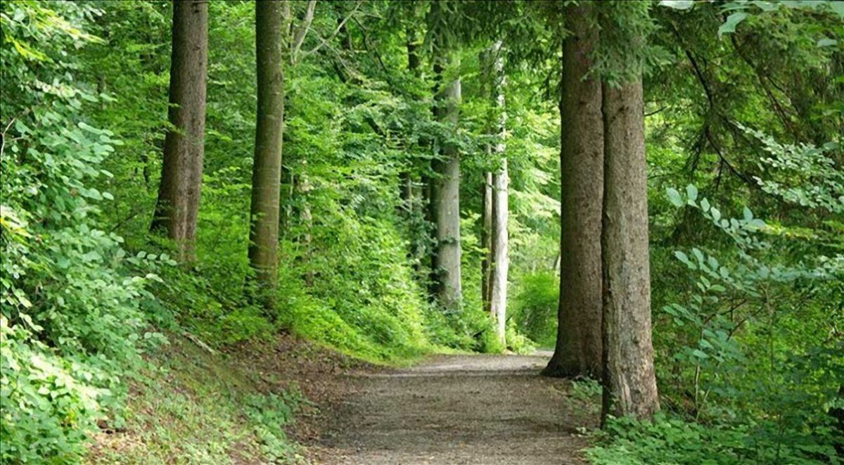 La Foresta di Sant'Antonio: Passeggiata lungo il Torrente Resco La Foresta di Sant'Antonio: Passeggiata lungo il Torrente Resco desktop picture