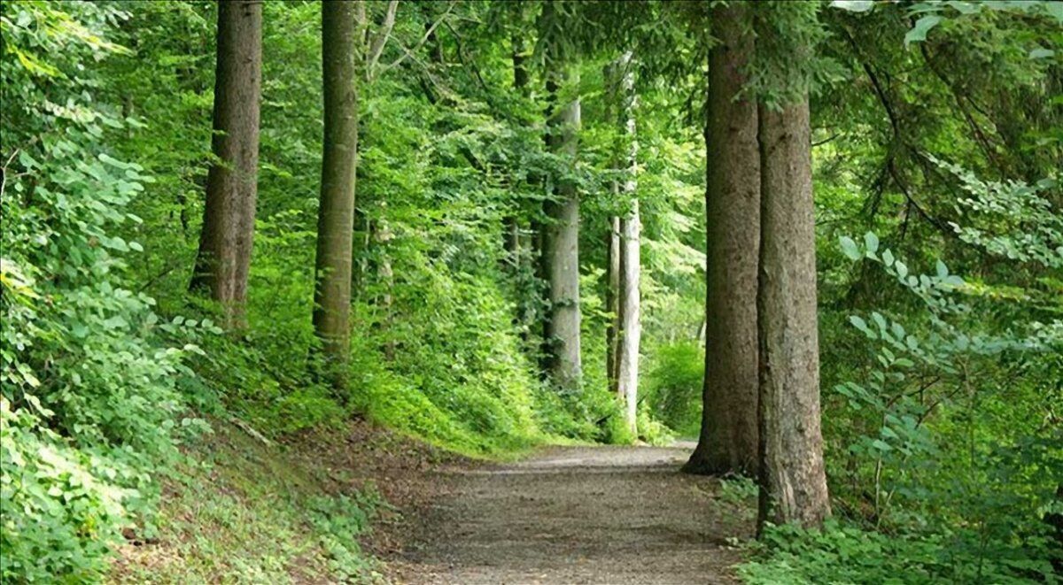 La Foresta di Sant'Antonio: Passeggiata lungo il Torrente Resco desktop picture