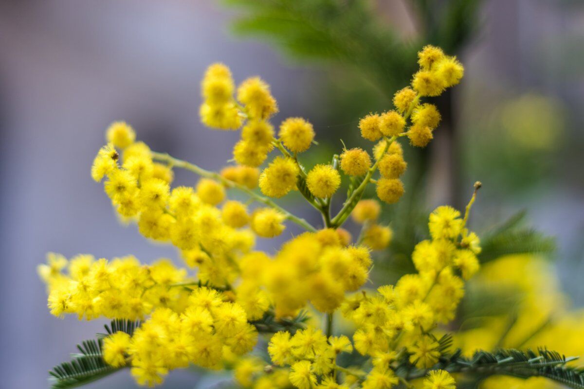 Festa della Donna: Pizzata ad Ancona Festa della Donna: Pizzata ad Ancona desktop picture