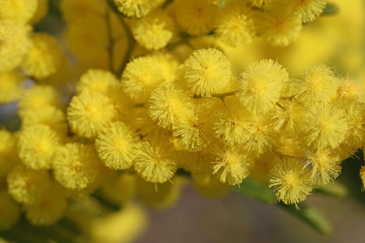 Festa della Donna: Aperitivo a Parma Festa della Donna: Aperitivo a Parma desktop picture