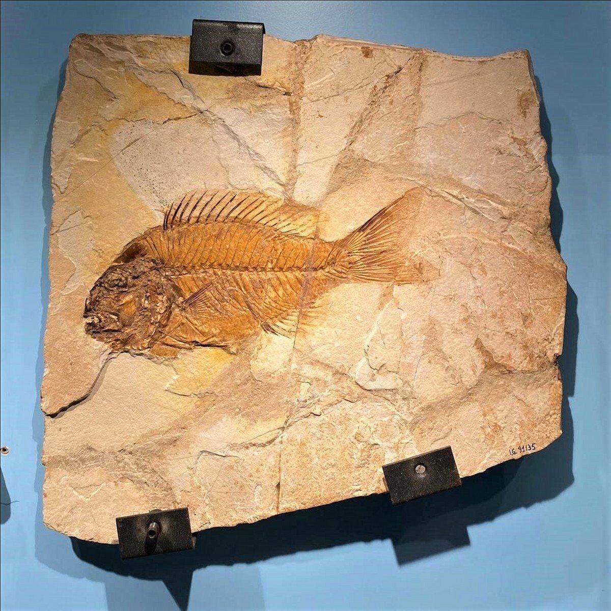 Trekking a Bolca: Scopri Fossili, Coralli e Panorami Mozzafiato Trekking a Bolca: Scopri Fossili, Coralli e Panorami Mozzafiato desktop picture