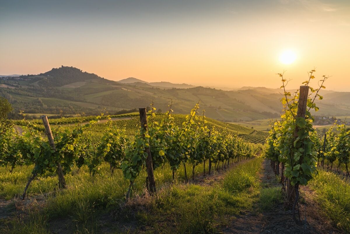 Cena tra le vigne sotto la Rovere Secolare Cena tra le vigne sotto la Rovere Secolare desktop picture